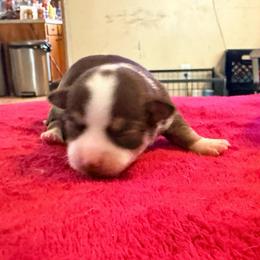 Christoff - Chocolate male Chihuahua puppy in Seneca, Missouri from Stephanie’s Puppy Colony
