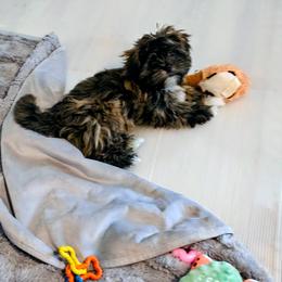 Jasper - Brindle male Lhasa Apso puppy in Hillsboro, Oregon from Luv-N-Laughter Lhasa Apsos