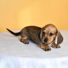 Atlas - Cream male Dachshund puppy in Homosassa, Florida from SAN’S Dachshunds