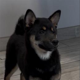 ChouChou (Butterfly) - Black and tan female Shiba Inu puppy in Derby, Kansas from Heart’s Desire Shiba Inus