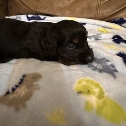 Barney - Black and tan male Dachshund puppy in Park Hill, Oklahoma from Lakeview Dachshunds
