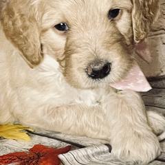 Double Doodle Puppies from North Texas Golden Mountain Doodles