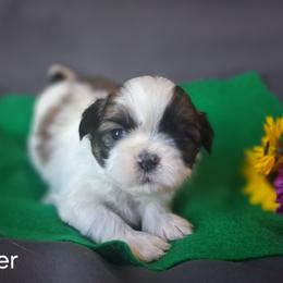 Twister - Black and white male Shih Tzu puppy in Montrose, Colorado from Gnomies Furry Friends