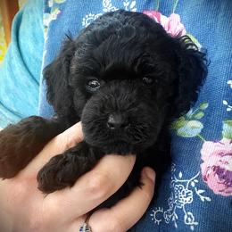 Theo- AKC Toy Poodle - Black male Poodle puppy in Falcon, Missouri from Cedar House Heritage Poodles | AKC Toy & Miniature Poodle Puppies Raised in Home