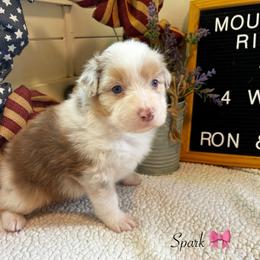 Spark - Red merle female Australian Shepherd puppy in Murrayville, Georgia from Mountain Ridge Aussies