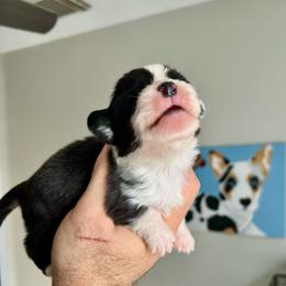 Zoro - Black and white male Cardigan Welsh Corgi puppy in San Antonio, Texas from White Paws Cardigan Corgis