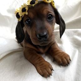 Dachshund Puppies from Hidden Haven Dachshunds