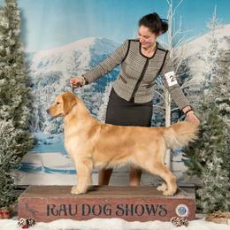 Jovi - Golden Retriever