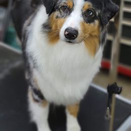 Australian Shepherd Puppies from Grand Ridge Australian Shepherds