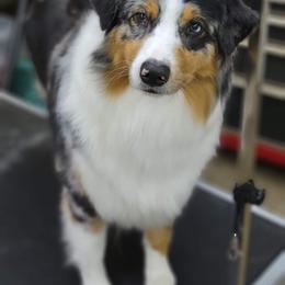Australian Shepherd Puppies from Grand Ridge Australian Shepherds