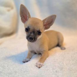 Sadie - Red female Chihuahua puppy in Cape Coral, Florida from Inspired Chihuahuas