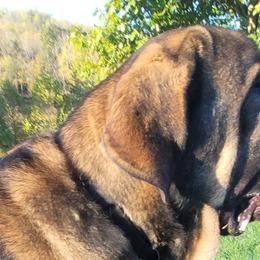 Titus - Spanish Mastiff