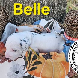 Belle - White and black female Dalmatian puppy in Katy, Texas from Lone Star Dalmatians