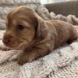 Gray Boy - Cream male Dachshund puppy in Mesa, Arizona from Ruby Desert Doxies