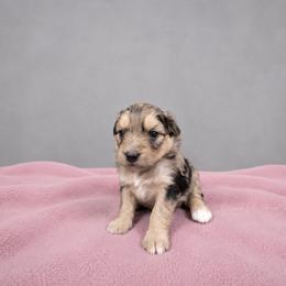 Savannah - Blue merle female Aussiedoodle puppy in Weatherford, Texas from Grand Ole Aussies