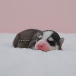 Josephine - Black and white female Pomsky puppy in Loxahatchee, Florida from Cardinal Point Pomskies