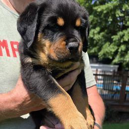 Rottweiler Puppies from Vom Peiffley Rottweilers, LLC