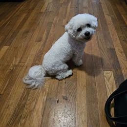 Jolly - Bichon Frise