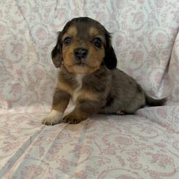 Girl 1 - Dapple female Dachshund puppy in Galax, Virginia from Dells  Dachshund’s