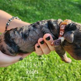 Goldendoodle Puppies from Sacred Heart Doodles