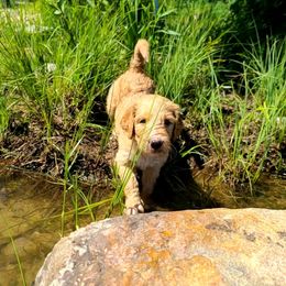 Goldendoodle Puppies from Renegade Retrievers of the North