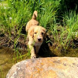 Goldendoodle Puppies from Renegade Retrievers of the North