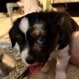 Taffy - Black tri female Toy Australian Shepherd puppy in Tremont, Tennessee from 2 Blue Toy Aussies