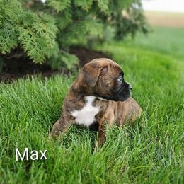 Max - Brindle male Boxer puppy in Newville, Pennsylvania from Zimmerman's Pets