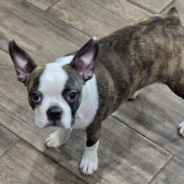 Buttercup - Brindle and white female Boston Terrier puppy in Orange, Texas from Emerald Moon Bostons