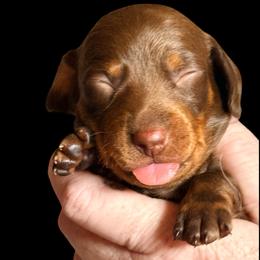 Duke - Chocolate and tan male Dachshund puppy in South Fulton, Tennessee from Stiles' Mini Doxies