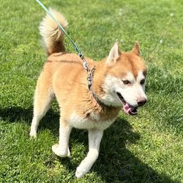 Kavok  - Siberian Husky