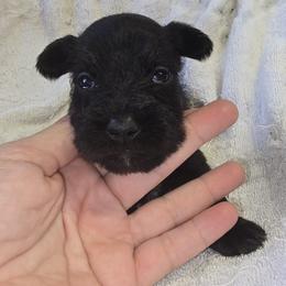 Black Boy 1 Jett - Black male Miniature Schnauzer puppy in Spring Hill, Florida from Suncoast Miniature Schnauzers