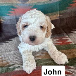 John - Buff and white male Cockapoo puppy in Lebanon, Missouri from Kaitlen's Doodle Pups