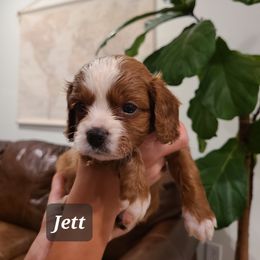 Jett - Red Cavapoo puppy in Atmore, Alabama from Gulf Coast Puppies