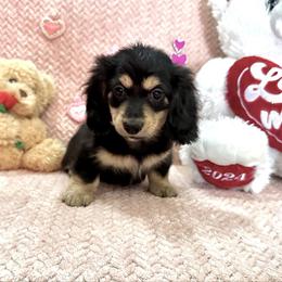 Peace - Black and cream male Dachshund puppy in Biloxi, Mississippi from Southern Doxies Ms
