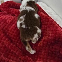 Faith - Red merle female Miniature Australian Shepherd puppy in Dowagiac, Michigan from Wrightway Wigglebutts