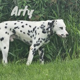 Arty - Dalmatian