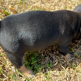 French Bulldog Puppies from Stratton Kennel