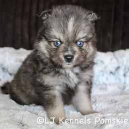 Cibatta - Black male Pomsky puppy in Centerville, Iowa from LJ Kennels Pomskies, LLC