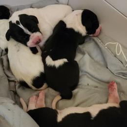 Mantle female 2 - Mantle female Great Dane puppy in Gig Harbor, Washington from Lakaya Danes
