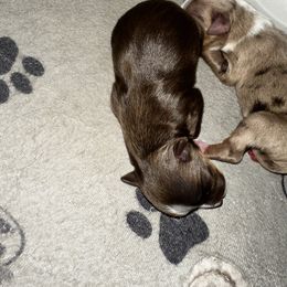 Dece - Red tri male Toy Australian Shepherd puppy in Asheboro, North Carolina from Stellar Aussies