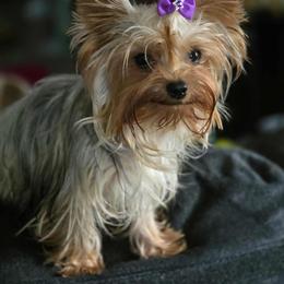 Shih Tzu and Yorkshire Terrier Puppies from Friends4everkennel LLC