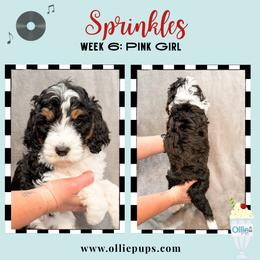 Sprinkles - Tri-color female Bernedoodle puppy in Boiling Springs, South Carolina from OlliePups, LLC