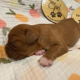 Girl 2 - Black and tan female Cavalier King Charles Spaniel puppy in Solon, Iowa from Hickory House Cavaliers