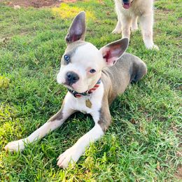 Boston Terriers from RCR Bulldogs