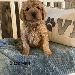 Goldendoodle Puppies from Jozlyn’s Pups