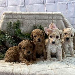 Cavapoo, Cockapoo, and Poodle Puppies from Shaffer Top Notch Puppies