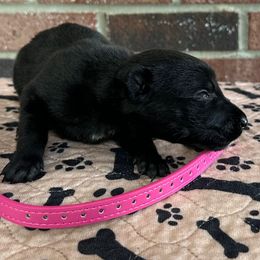 Lure - Black brindle female Dutch Shepherd puppy in Fayetteville, North Carolina from Iron Sight K9s