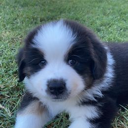 Australian Shepherd Puppies from Luna Lane Aussies