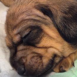 Elivs - Black and cream male Dachshund puppy in Wildomar, California from Mindy's Dachshunds